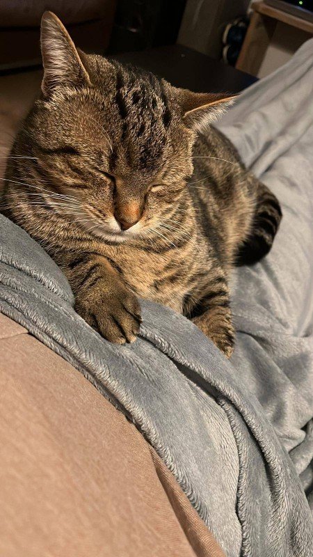 Muis
