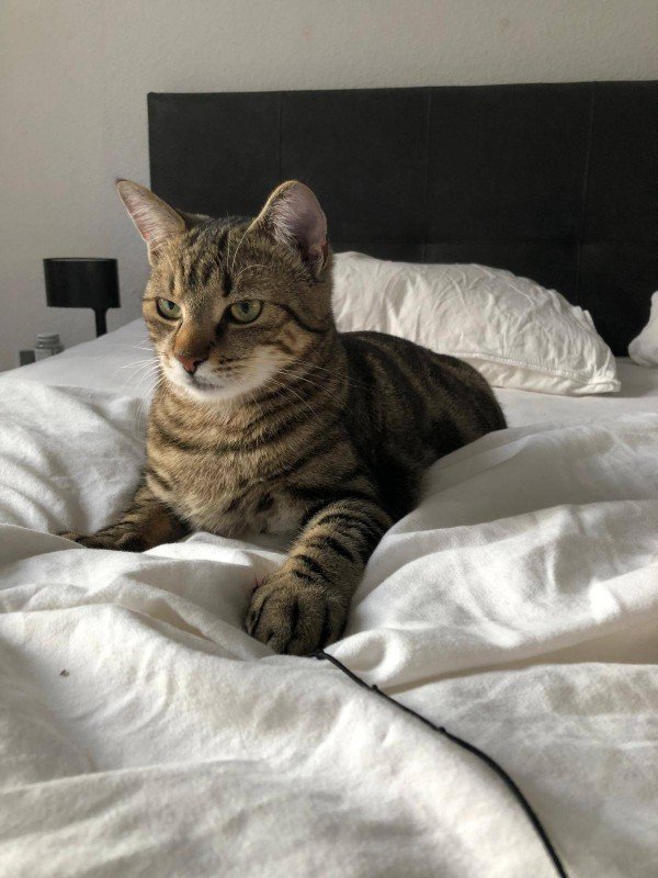 Muis