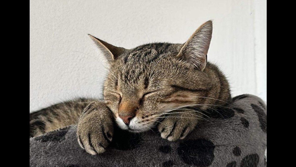 Muis