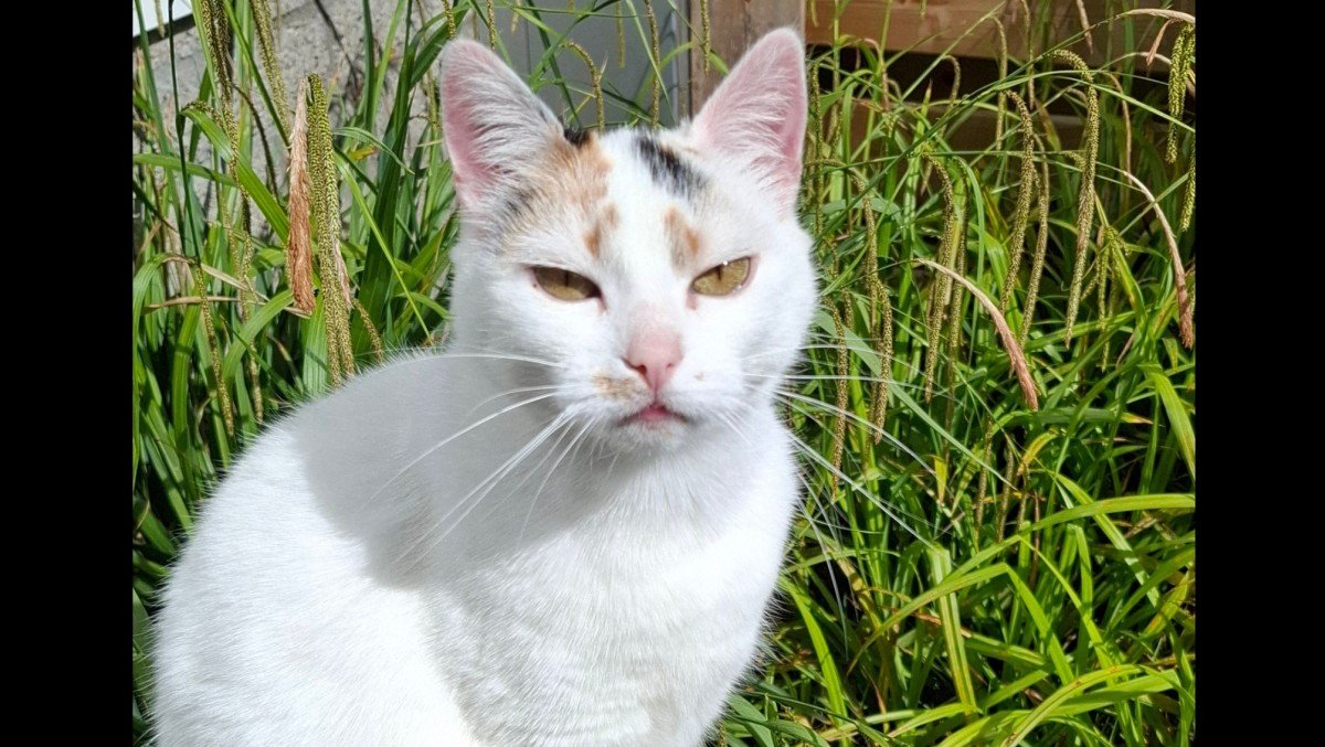 Lola