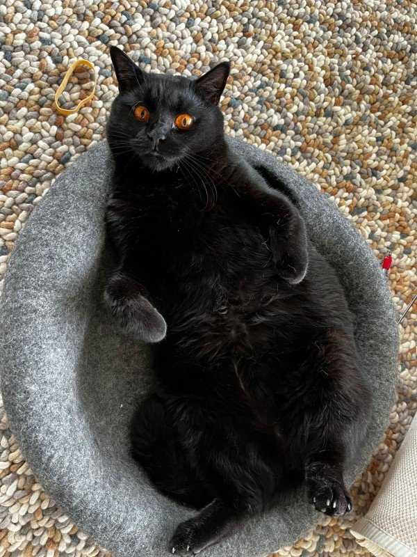 Herbert