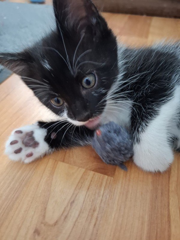 Elvis