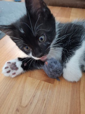 Elvis