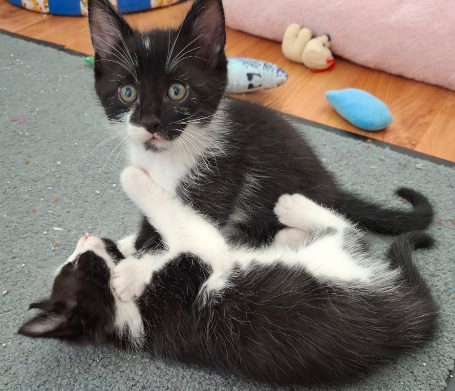 Elvis