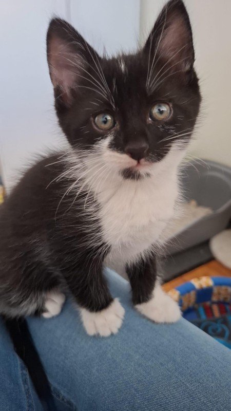 Elvis