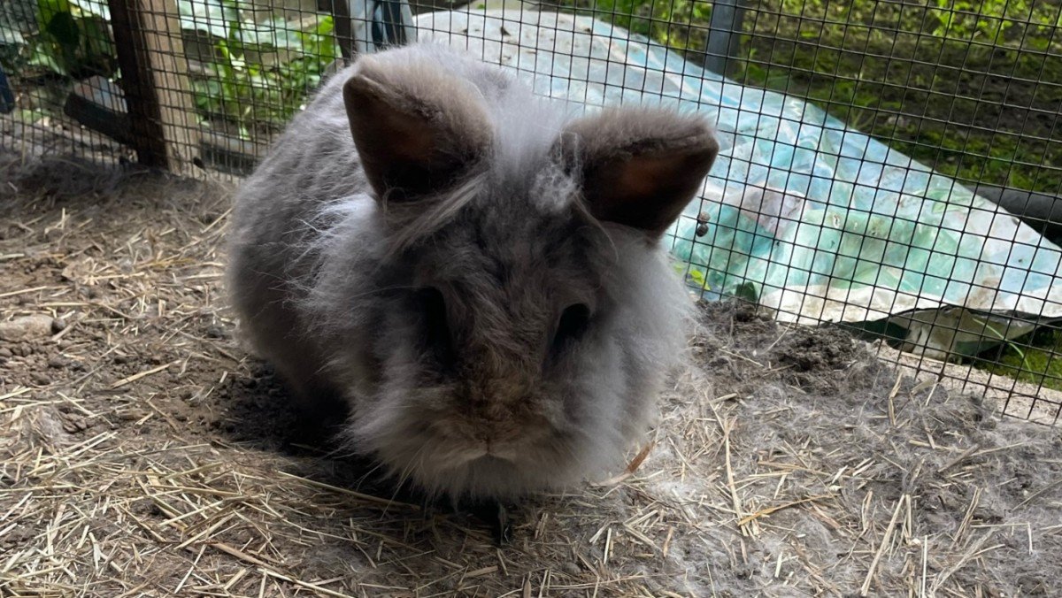 Fluffy
