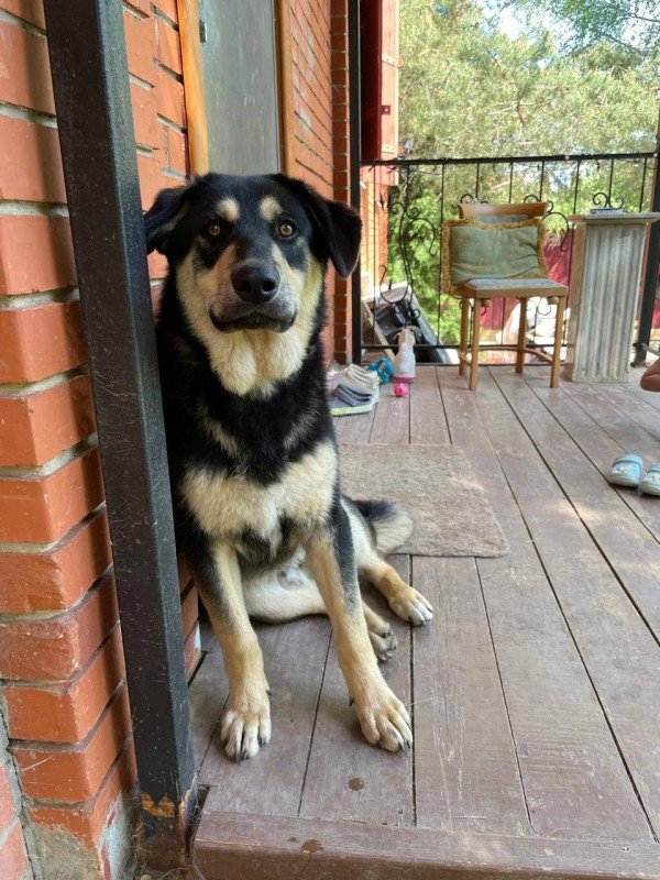 Enzo