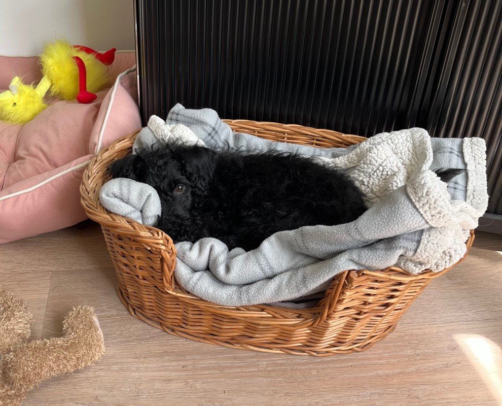 Pom