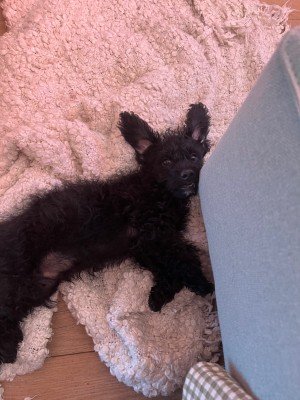 Pom