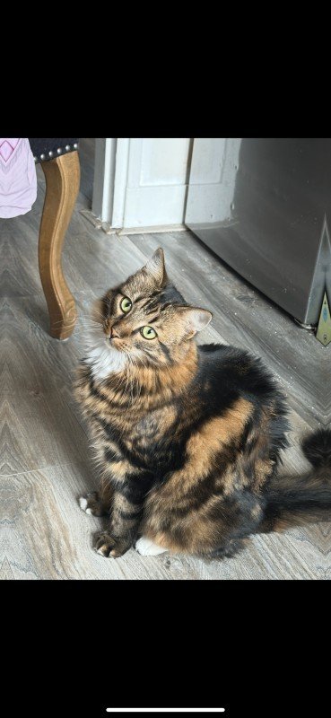 Ziva