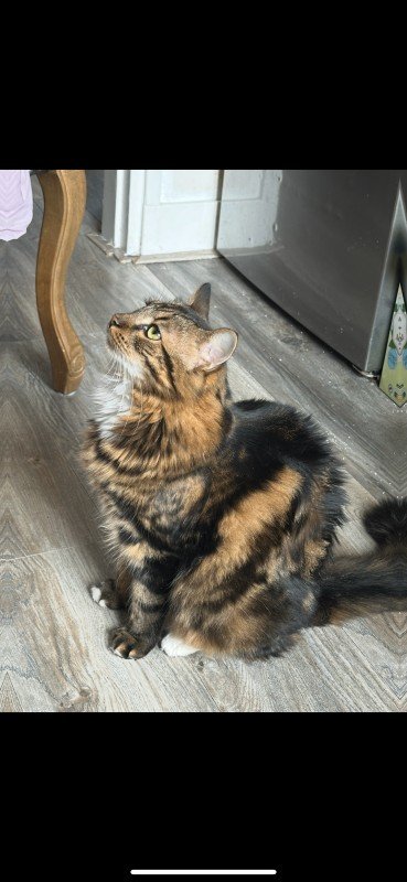 Ziva