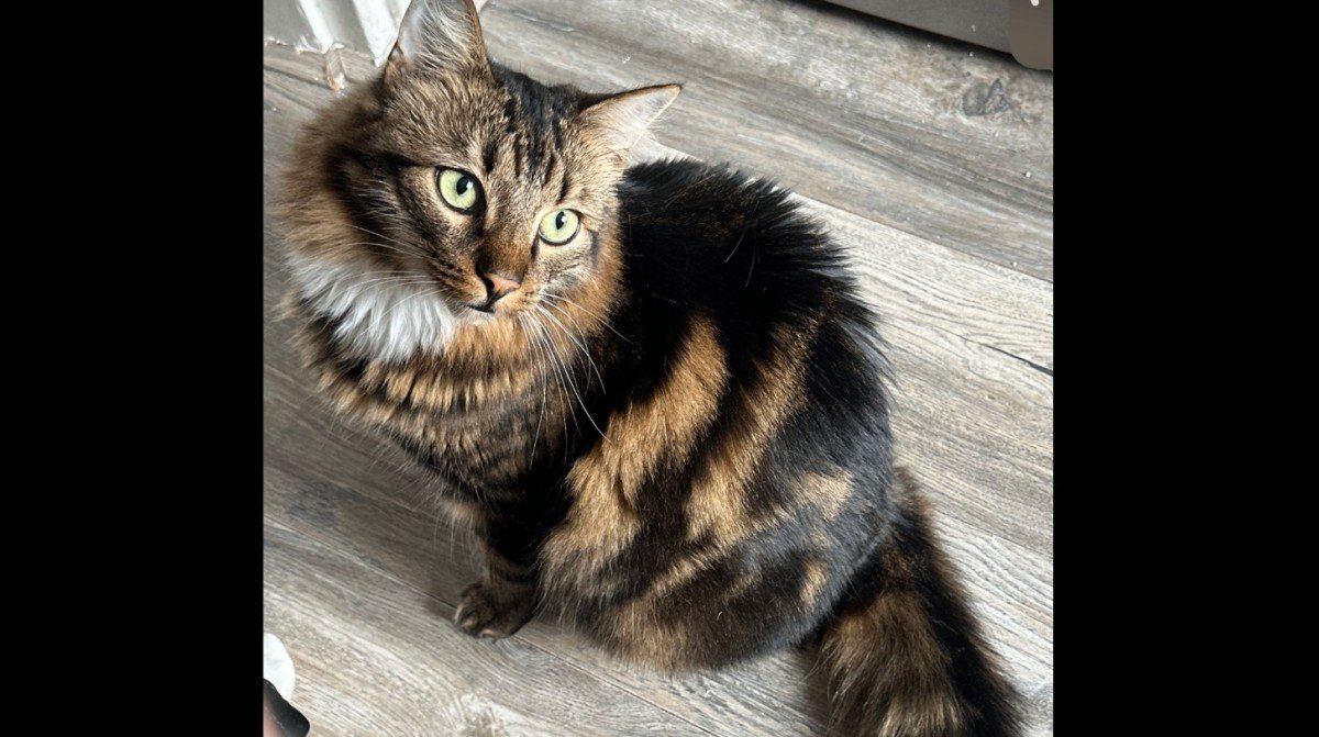 Ziva