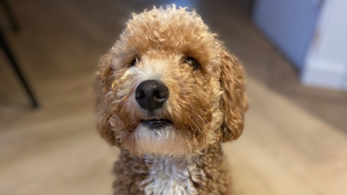 Teddy