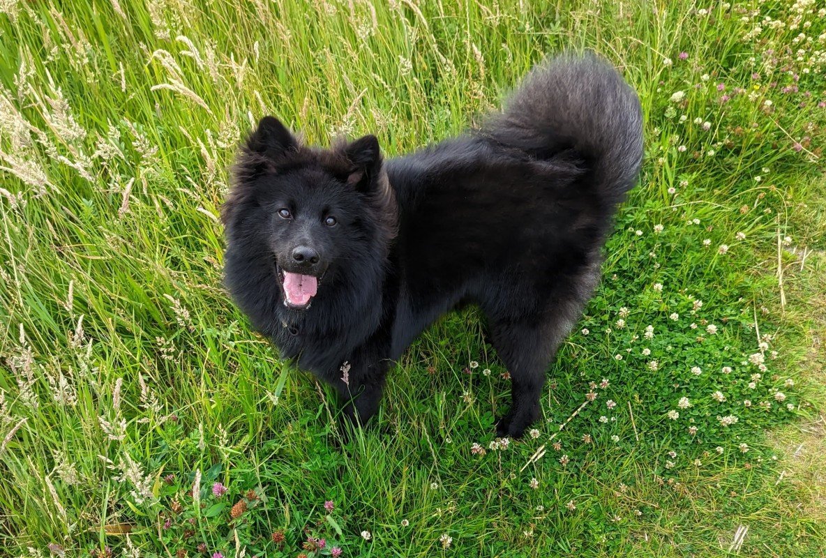 Loki