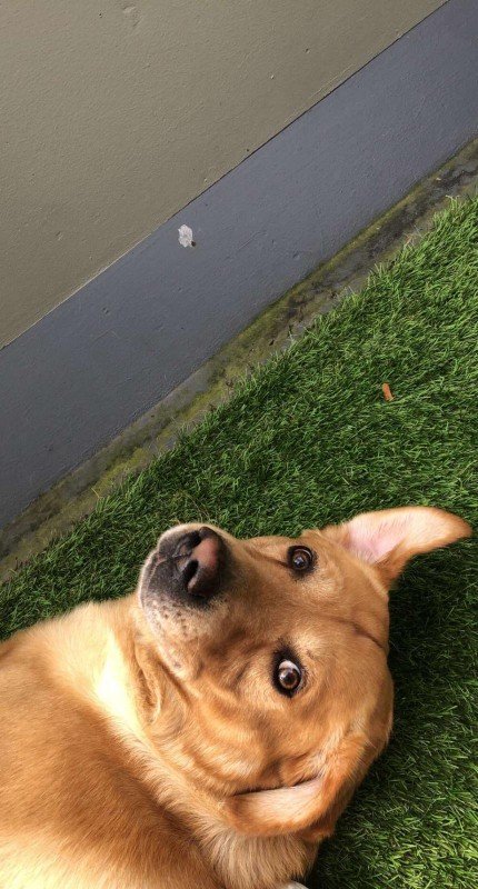 Diesel