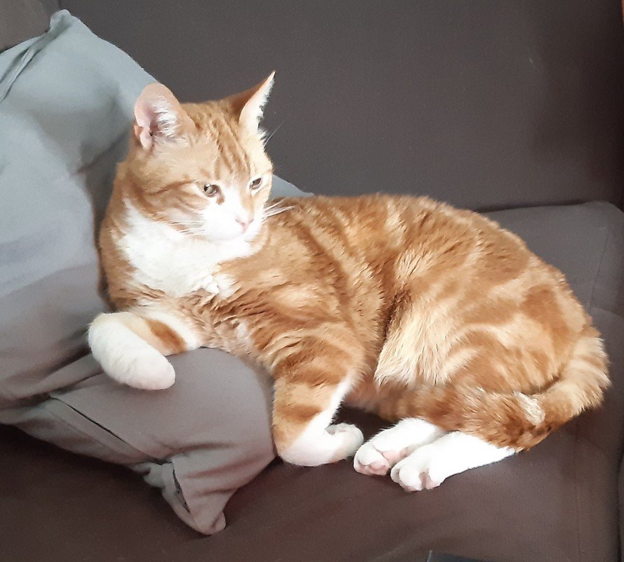 Paco