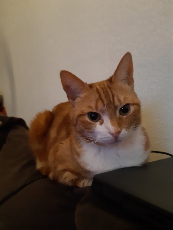 Paco