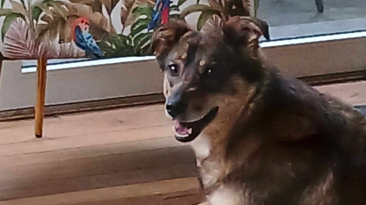 Remi