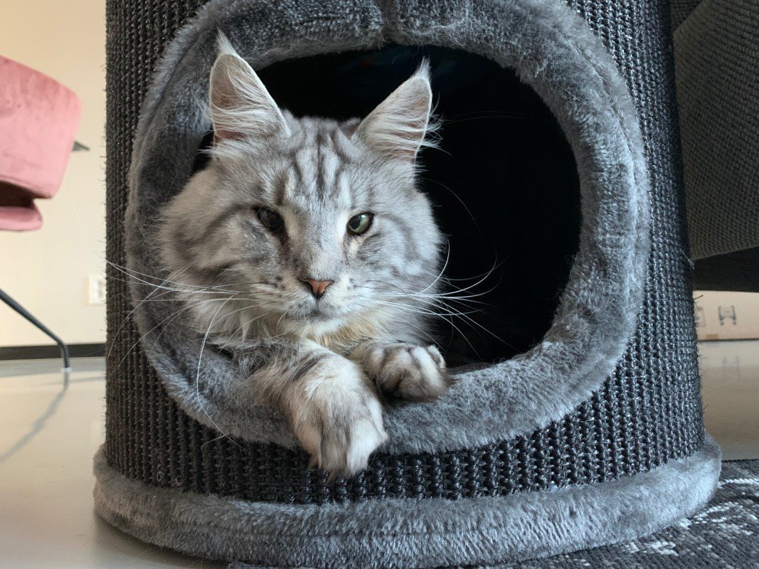 Oreo