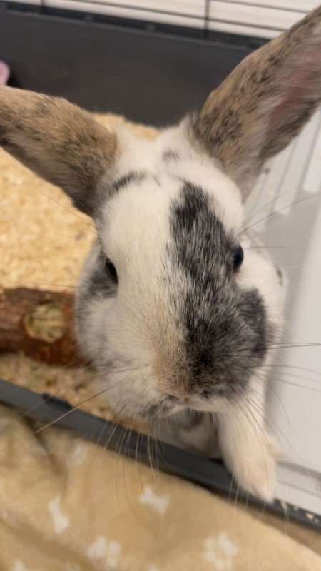 Pabu