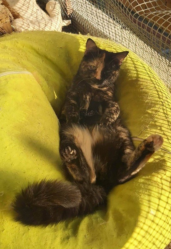 Coco