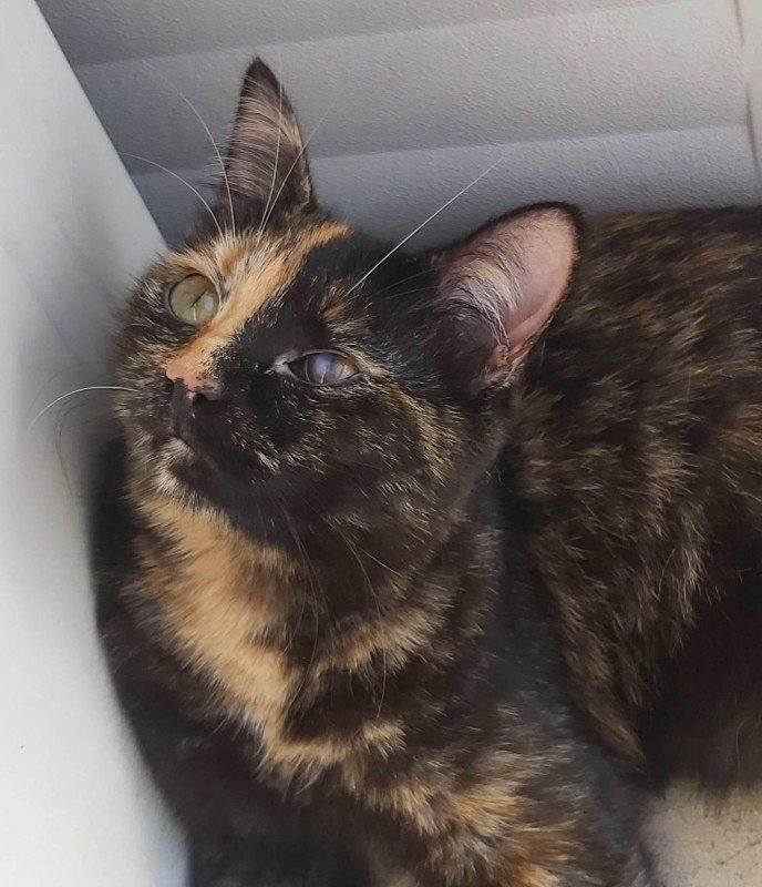 Coco