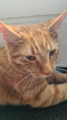 Luca