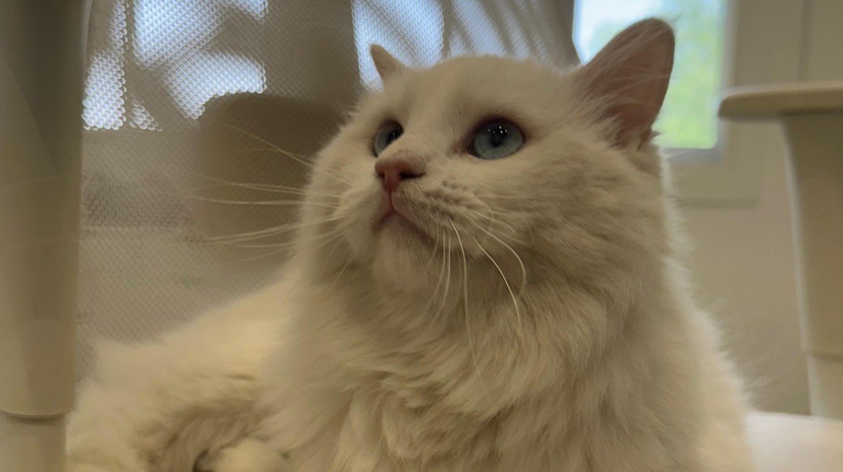 Snowball