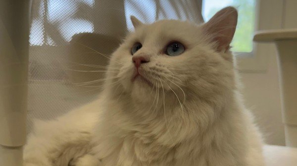 Snowball