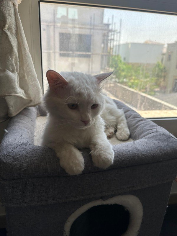Snowball