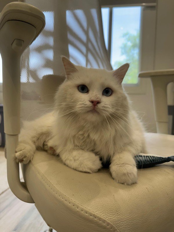 Snowball