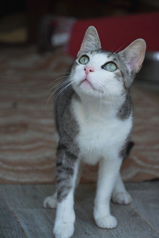 Pili
