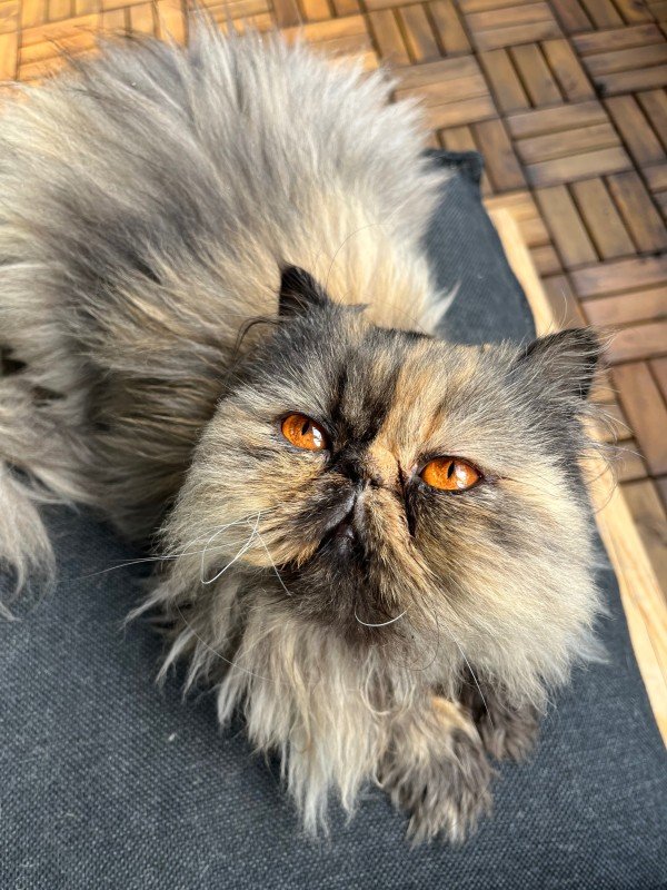 Molly