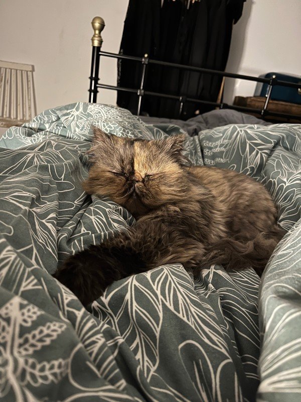 Molly