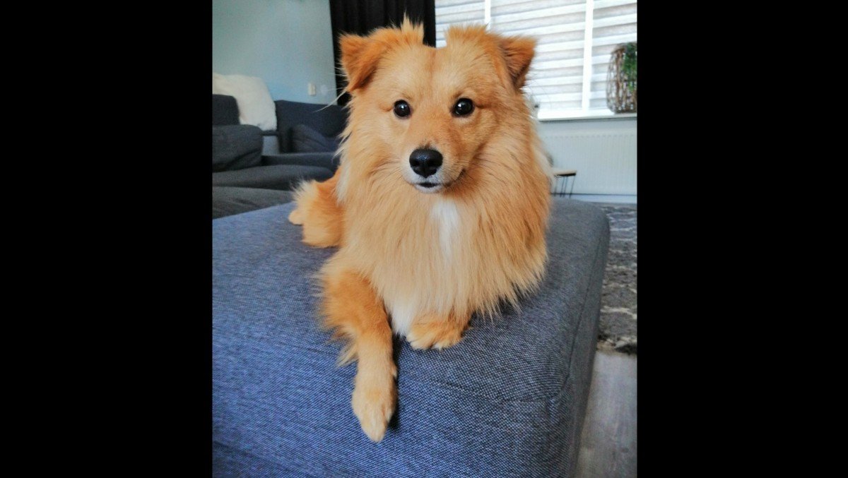 Benji