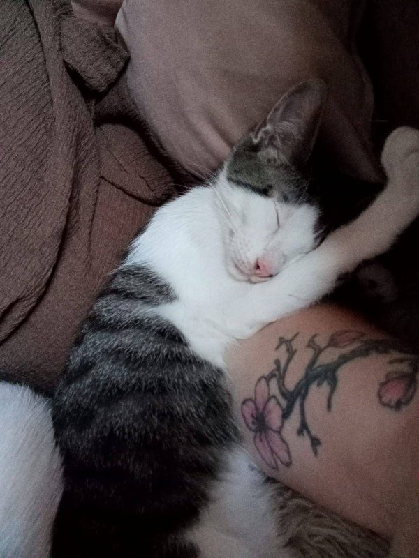Benji