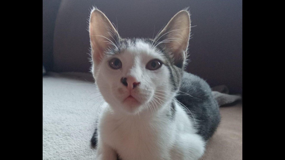 Benji