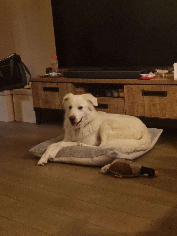 Nilo