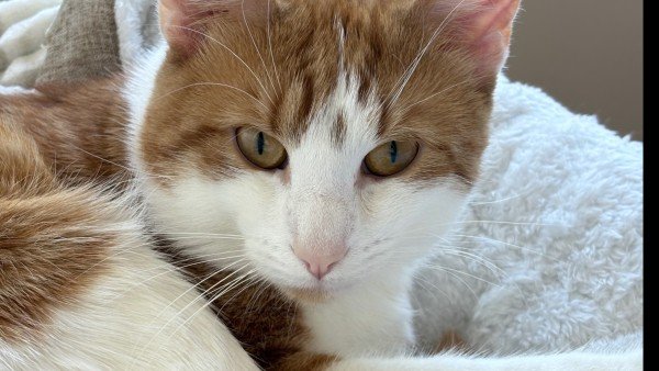 George