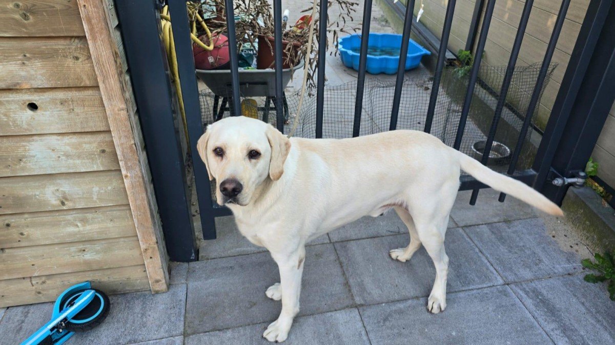 Olaf