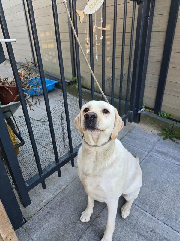Olaf