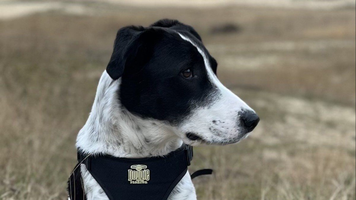 Loetje