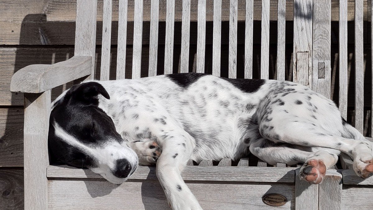 Loetje