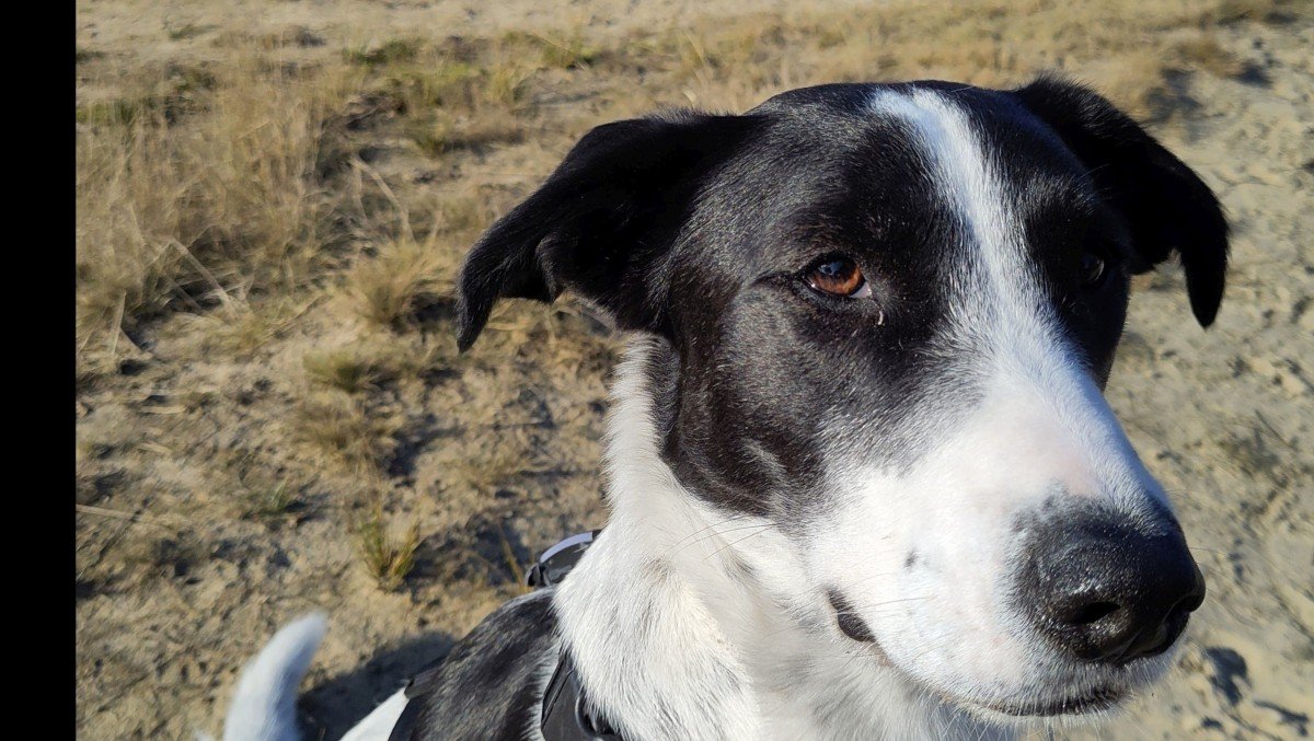 Loetje