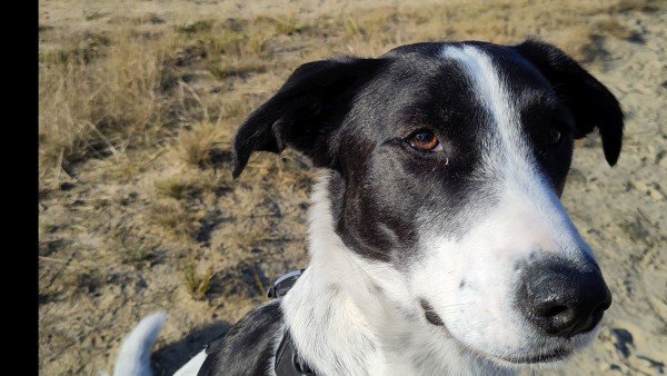 Loetje