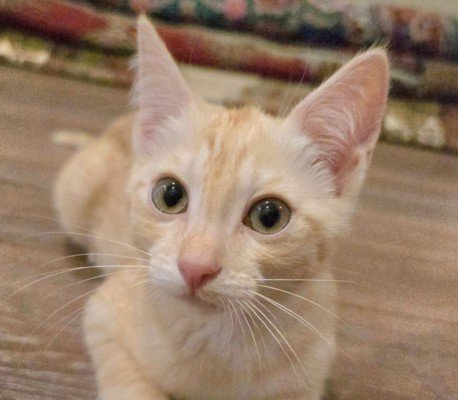Cashew