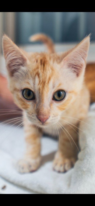 Peanut