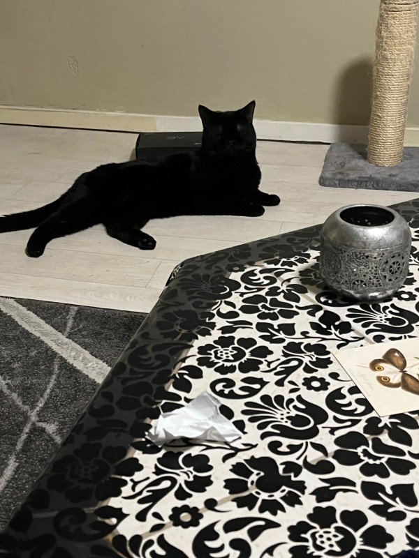 Bagheera