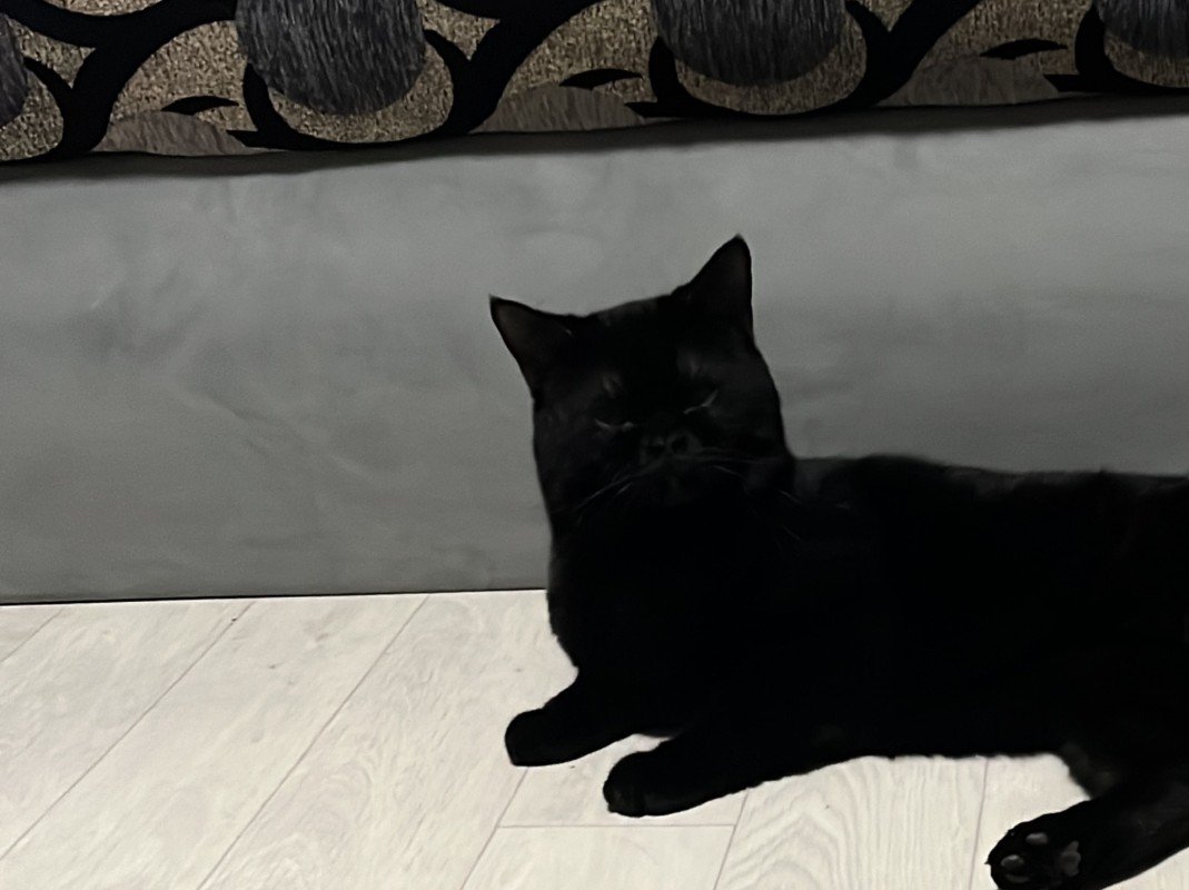 Bagheera