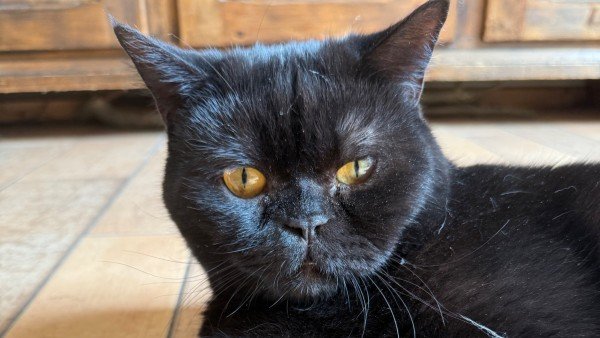 Bagheera